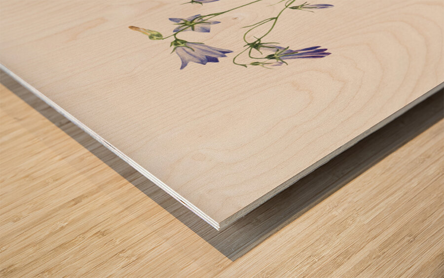 Harebell Campanula rotundifolia 1916 Wood print