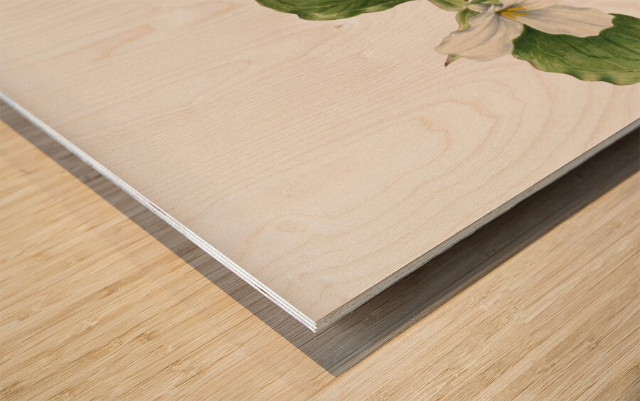 Large White Trillium Trillium grandiflorum 1923 Wood print