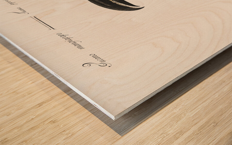 Tucana Piperivora Mangiapepe Toucan Wood print