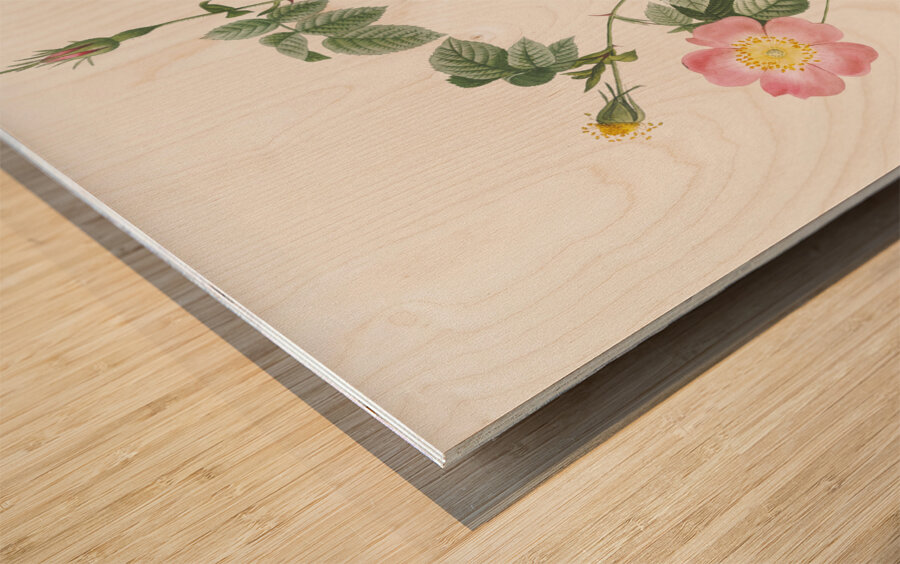 Pink Austrian copper rose Wood print