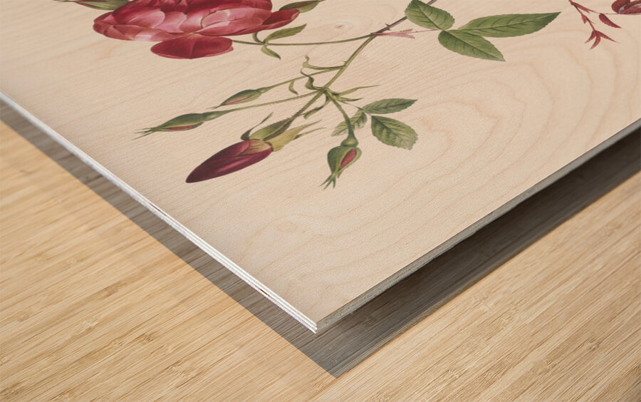 Velvet china rose in bloom Wood print