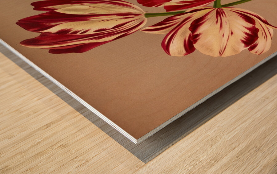 Album van Eeden : Haarlems flora : 1872-1881 Wood print