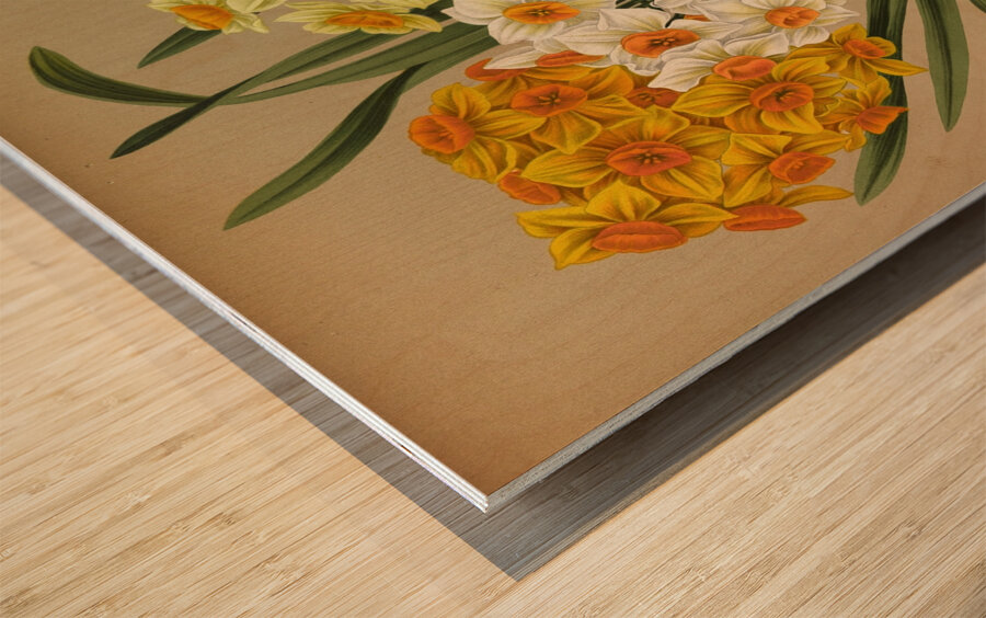 Album van Eeden : Haarlems flora : 1872-1881 Wood print