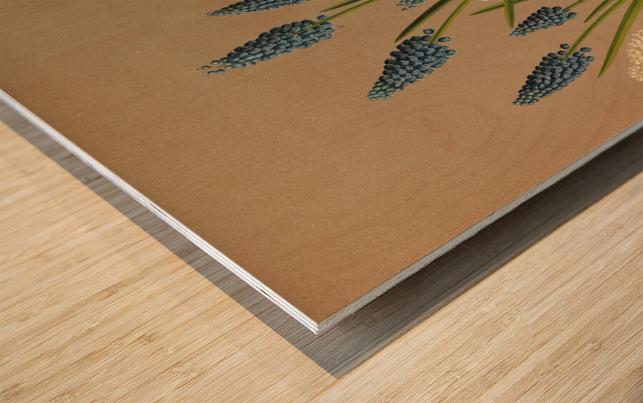 Album van Eeden : Haarlems flora : 1872-1881 Wood print