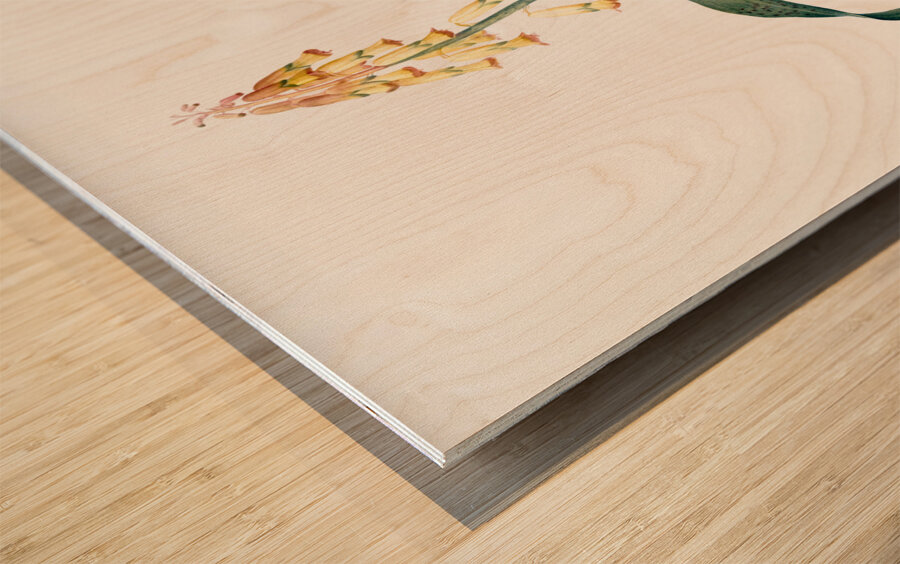 Lachenalia tricolor illustration  Wood print