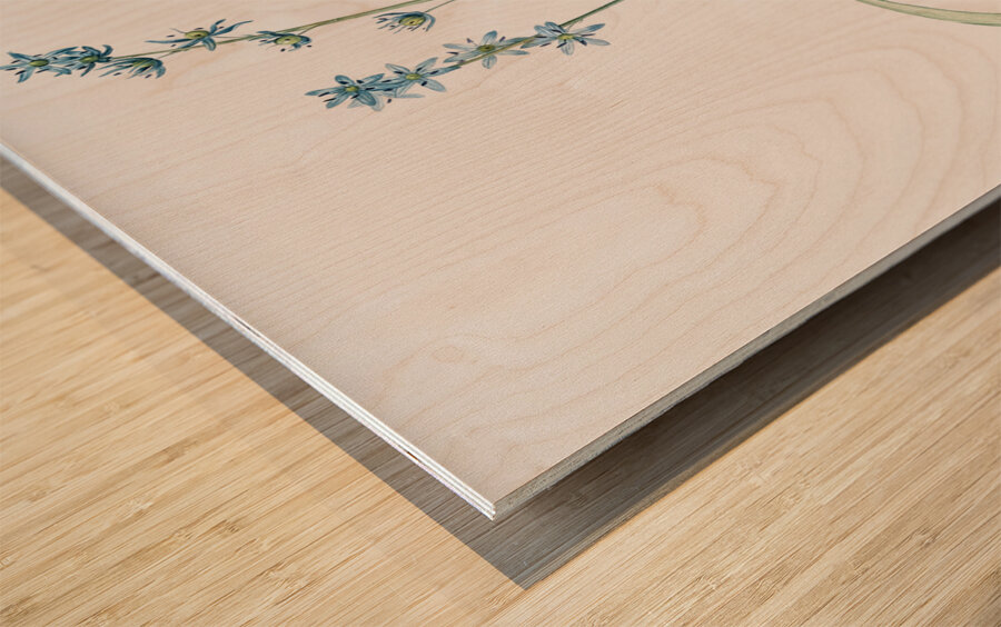 Star squill illustration  Wood print