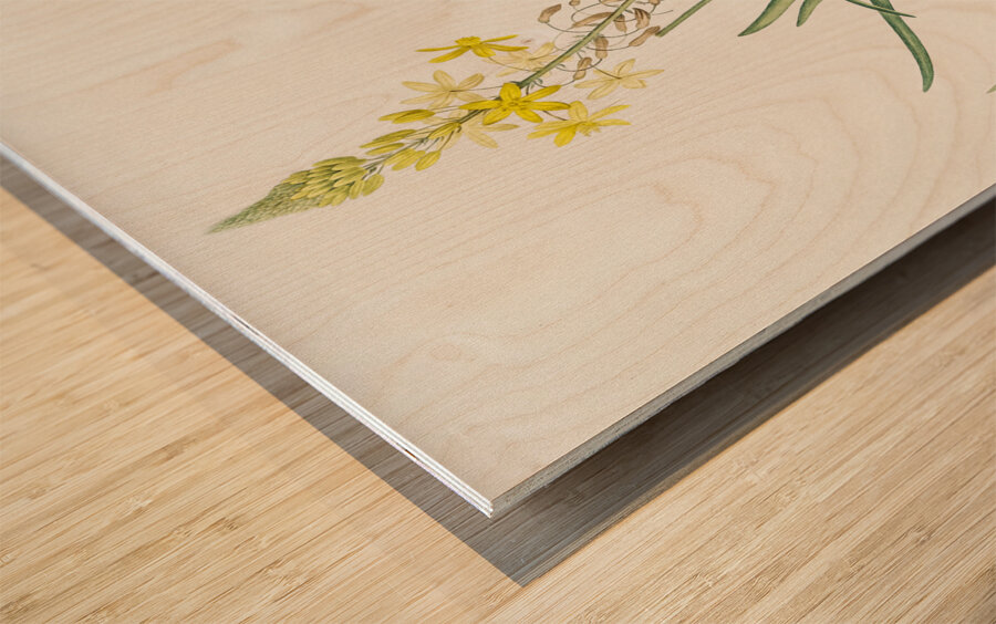 Stalked bulbine illustration  Wood print