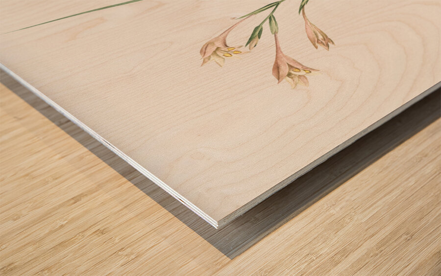 Long-tubed painted lady illustration  Wood print