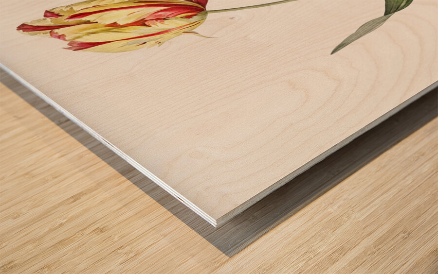 Didier tulip illustration  Wood print