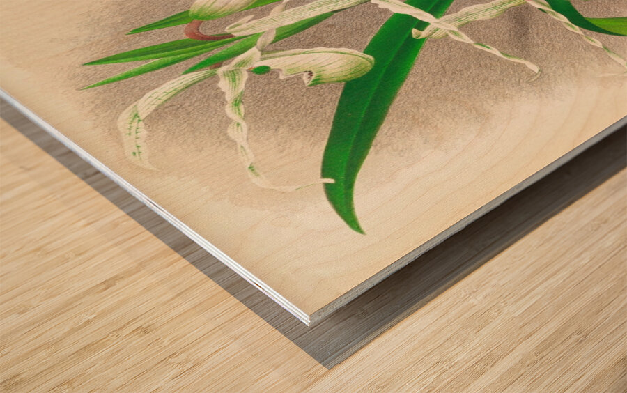 Selenipedium Reticulatum Wood print