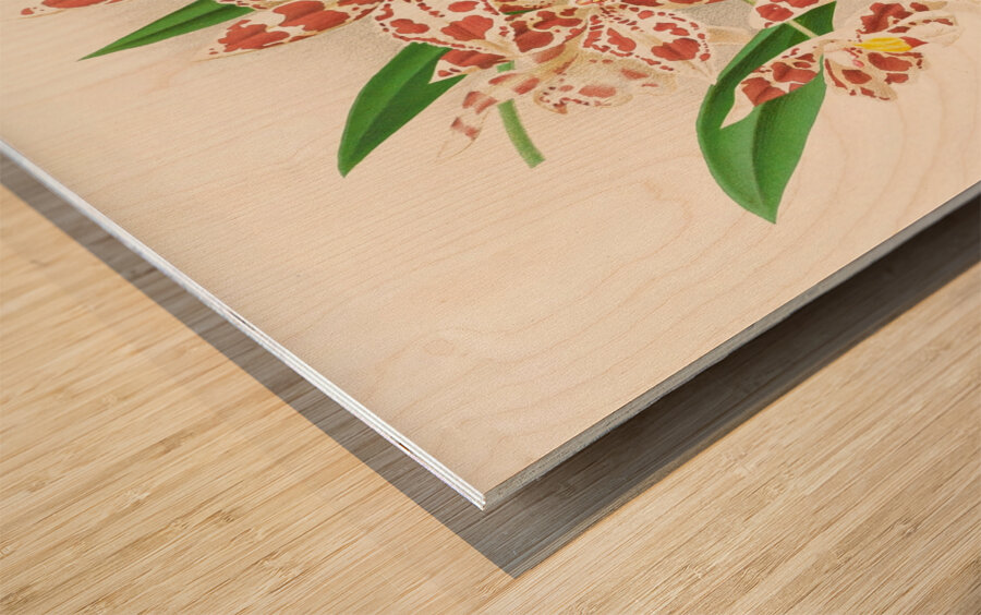 Odontoglossum wilckeanum albens Wood print