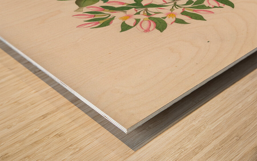 Gardenia Nov. Sp. [Hyperacanthus amoenus] 1817 Wood print