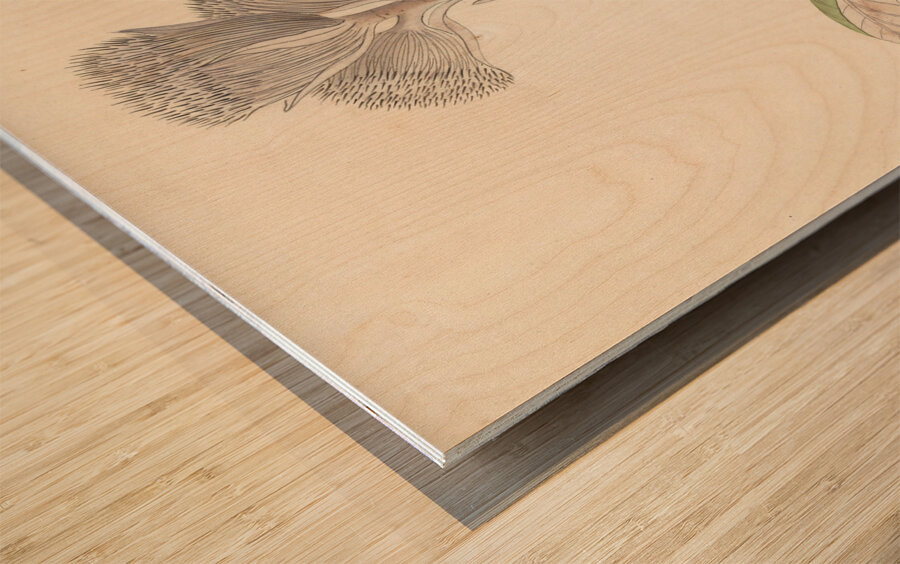 Arnica [Oldenburgia grandis] 1817 Wood print