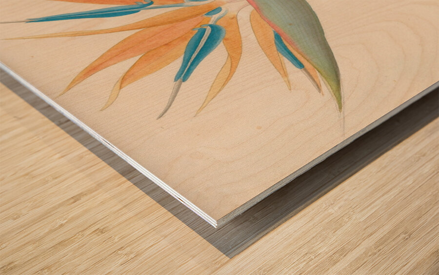 Strelitzia Reginae 1817 Wood print