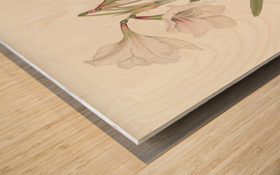 Amaryllis Picta. 1834 Wood print