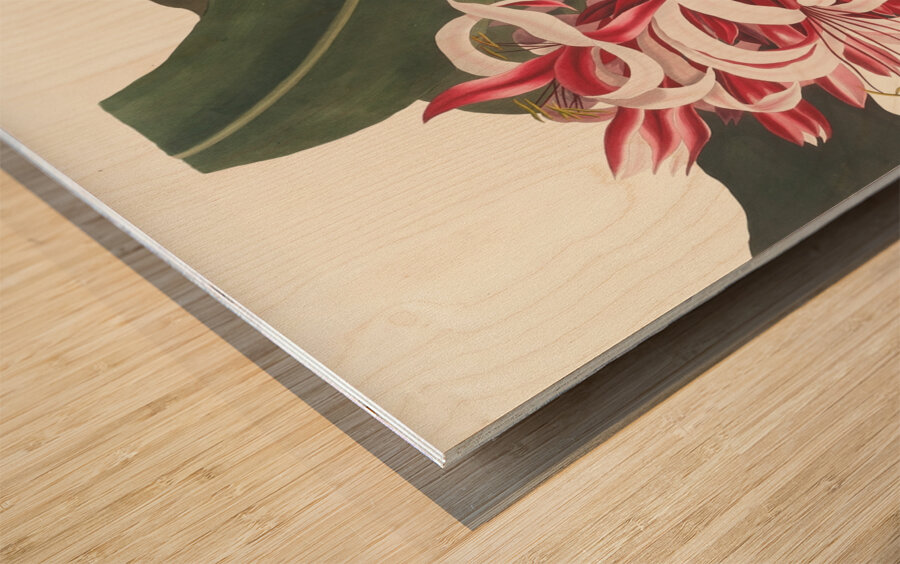 Crinium Augustum. [Queen Emma] 1834 Wood print