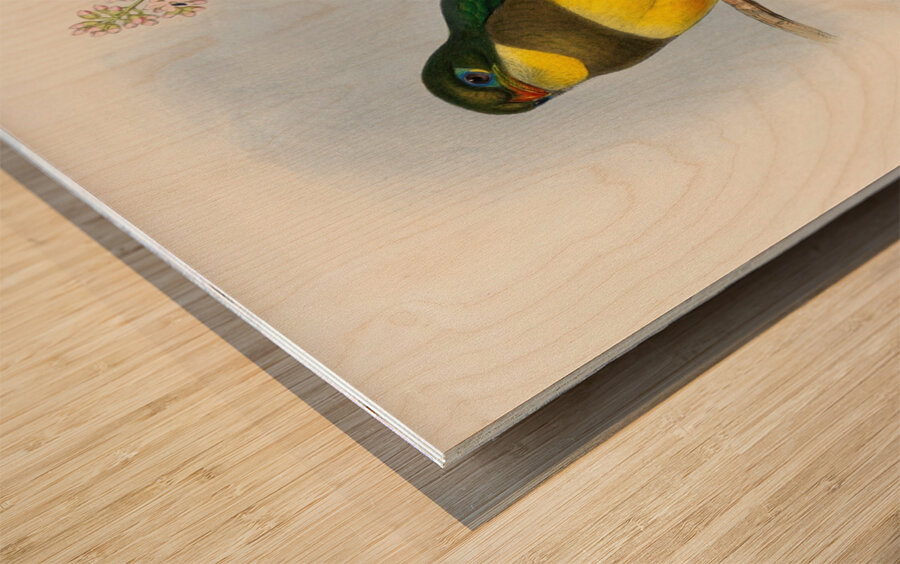 John Gould trogons 024 Wood print