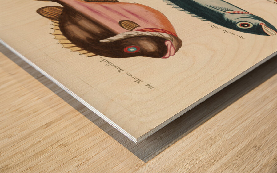 Colourful and surreal illustrations of fishes found in Moluccas Indonesia and the East Indies by Louis Renard 1678 -1746 from Histoire naturelle des plus rares curiositez de la mer des Indes 1754. Wood print