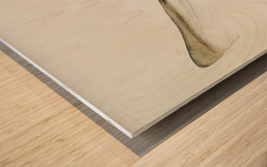 Antique fish Requiem Shark South Pacific Fishes by Frank Edward Clarke 1849-1899.  Wood print