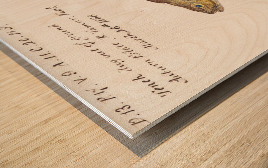 Antique fish tinca tinca cyprindae family South Pacific Fishes by Frank Edward Clarke 1849-1899.  Wood print