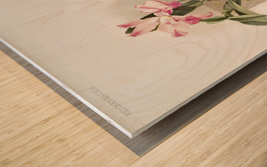 Laelia autumnalis xanthotropis from Reichenbachia Orchids 1888-1894 illustrated by Frederick Sander 1847-1920.  Wood print