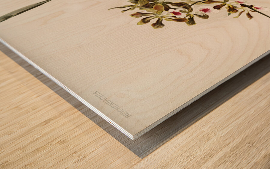 Rands Encyclia Epidendrum atro-purpureum var randianum from Reichenbachia Orchids 1888-1894 illustrated by Frederick Sander 1847-1920.  Wood print