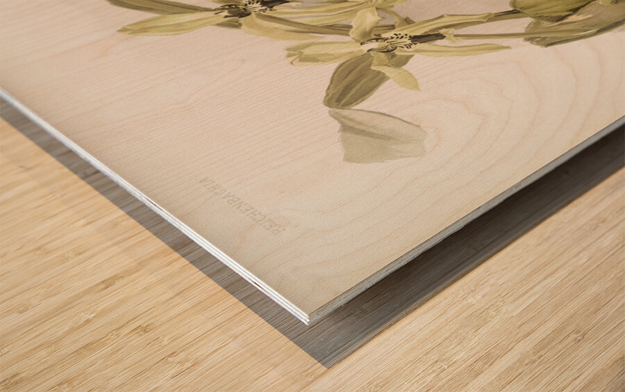 Coelogyne pandurata from Reichenbachia Orchids 1888-1894 illustrated by Frederick Sander 1847-1920.  Wood print