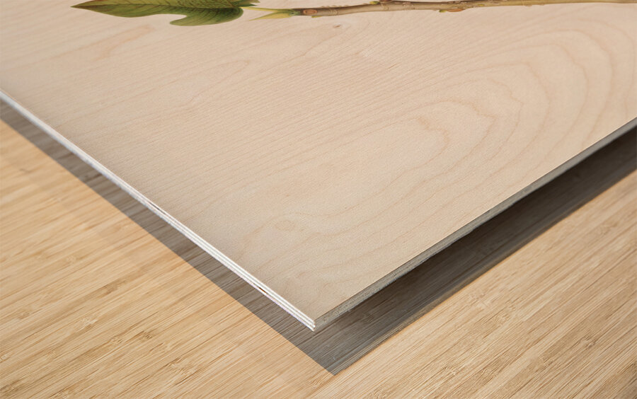 Fig Coccus ficus caricae from Pomona Italiana 1817 - 1839 by Giorgio Gallesio 1772-1839.  Wood print