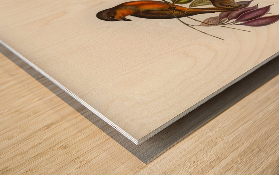 Red-throated Pachycephala Pachycephala rufogularis illustrated by Elizabeth Gould 1804–1841 for John Gould’s 1804-1881 Birds of Australia  Wood print