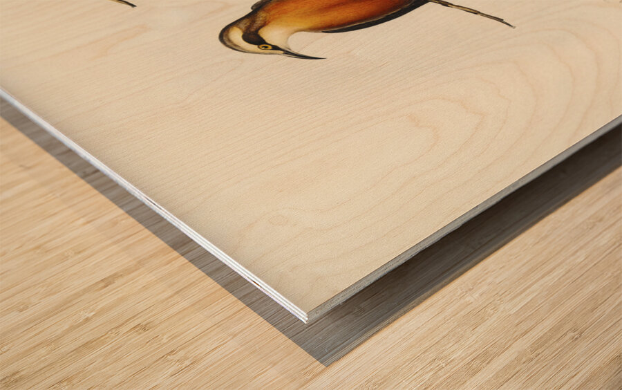 Red-breasted Pomatorhinus Pomatorhinus rubeculus illustrated by Elizabeth Gould 1804–1841 for John Gould’s 1804-1881 Birds of Australia  Wood print