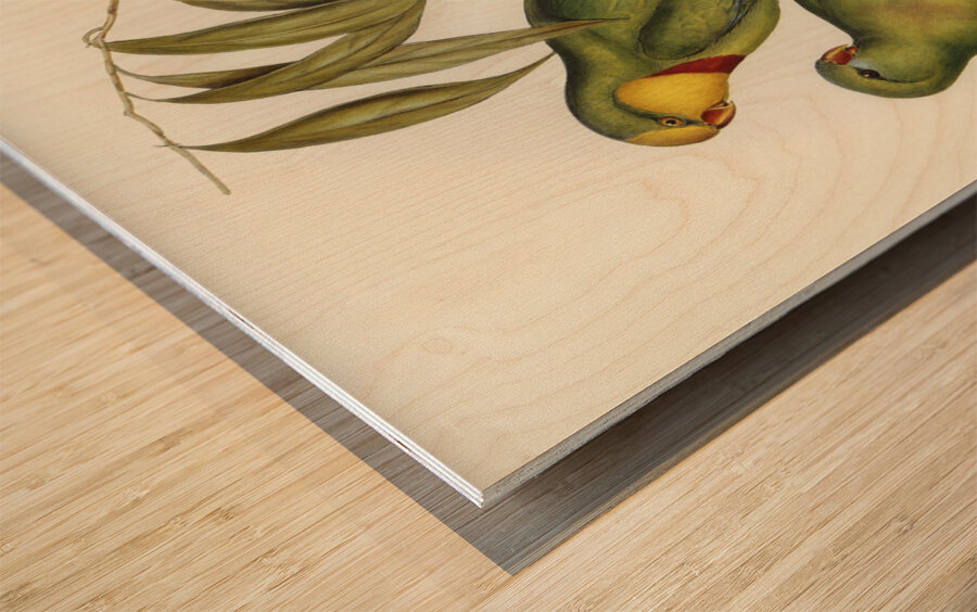 Black-tailed Parakeet Polytelis melanura illustrated by Elizabeth Gould 1804–1841 for John Gould’s 1804-1881 Birds of Australia  Wood print