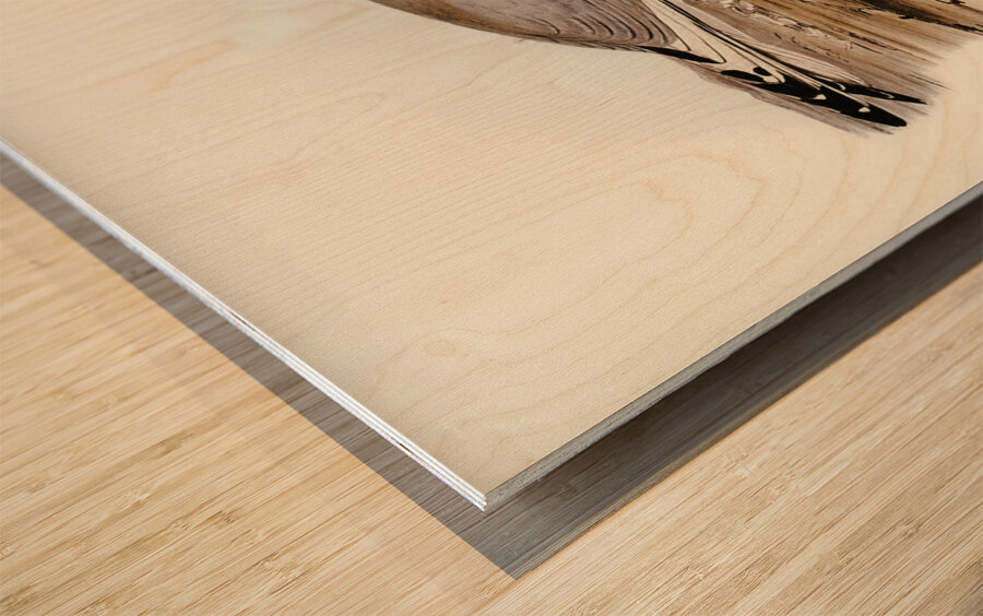 Jamesons Gull Xema Jamesonii illustrated by Elizabeth Gould 1804–1841 for John Gould’s 1804-1881 Birds of Australia  Wood print