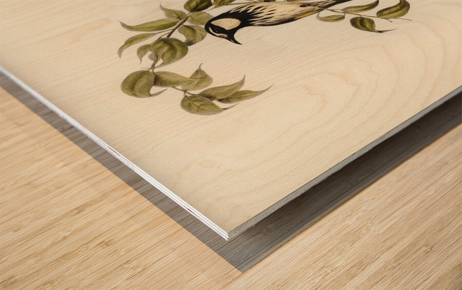 White-cheeked Honey-eater Meliphaga sericea illustrated by Elizabeth Gould 1804–1841 for John Gould’s 1804-1881 Birds of Australia  Wood print