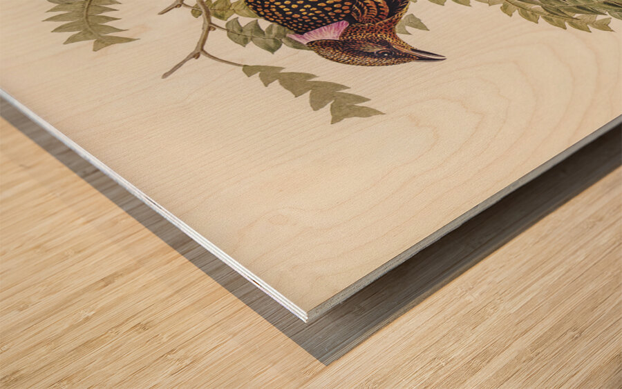 Guttated Bower-bird Chlamydera guttata illustrated by Elizabeth Gould 1804–1841 for John Gould’s 1804-1881 Birds of Australia  Wood print