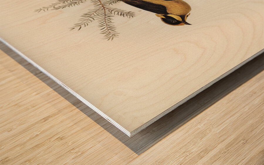 Helmeted Honey-eater Ptilotis cassidix illustrated by Elizabeth Gould 1804–1841 for John Gould’s 1804-1881 Birds of Australia  Wood print