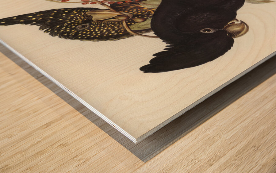 Banksian Cockatoo Calyptorhynchus Banksii illustrated by Elizabeth Gould 1804–1841 for John Gould’s 1804-1881 Birds of Australia  Wood print