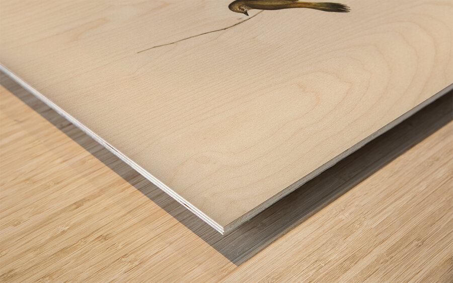 Western Acanthiza Acanthiza apicalis illustrated by Elizabeth Gould 1804–1841 for John Gould’s 1804-1881 Birds of Australia  Wood print