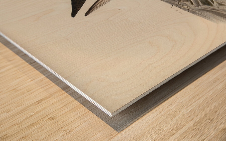 Grey-backed Storm Petrel Thalassidroma Nereis illustrated by Elizabeth Gould 1804–1841 for John Gould’s 1804-1881 Birds of Australia  Wood print