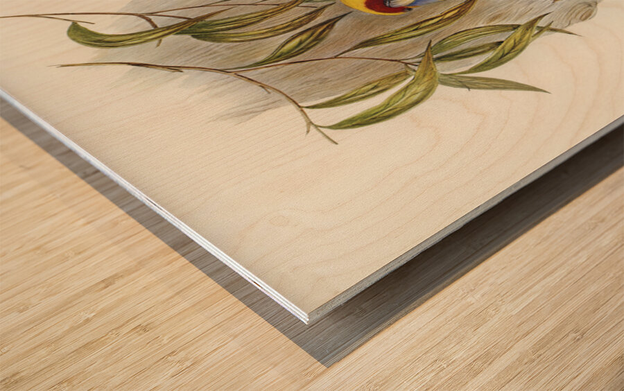 Great-billed Heron Ardea rectirostris illustrated by Elizabeth Gould 1804–1841 for John Gould’s 1804-1881 Birds of Australia  Wood print