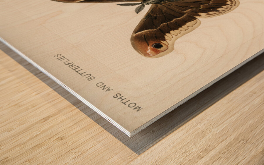 Promethea Silkmoth - Male Attacus Promethia from Moths and Butterflies of the United States 1900 by Sherman F. Denton 1856-1937.  Wood print