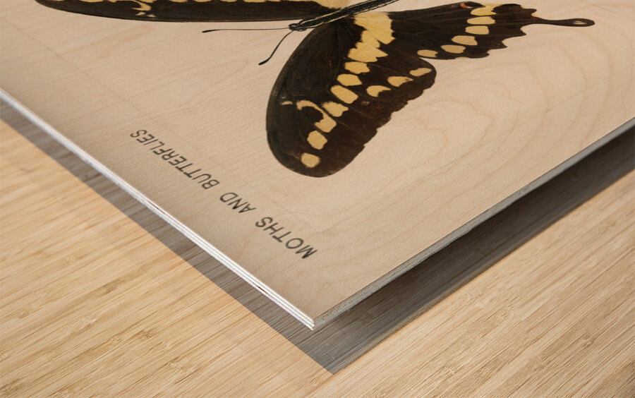 Giant Swallowtail Papilio Cresphontes from Moths and butterflies of the United States 1900 by Sherman F. Denton 1856-1937.  Wood print