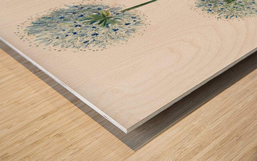 Blue leek from Edwards Botanical Register 1829-1847  by Sydenham Edwards John Lindley and James Ridgway. Wood print