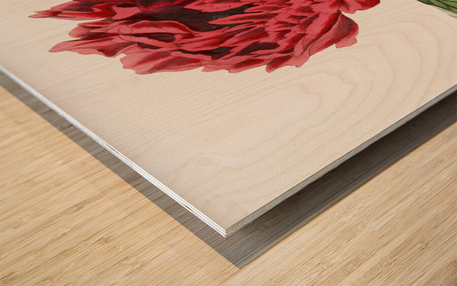 Potts Chinese peony from Edwards Botanical Register 1829-1847  by Sydenham Edwards John Lindley and James Ridgway. Wood print