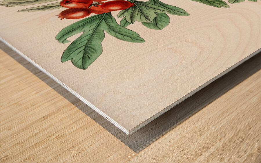 orocco hawthorn from Edwards Botanical Register 1829-1847  by Sydenham Edwards John Lindley and James Ridgway. Wood print