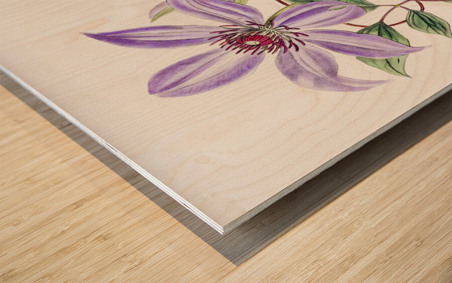 Violet clematis flower from Edwards Botanical Register 1829-1847  by Sydenham Edwards John Lindley and James Ridgway. Wood print