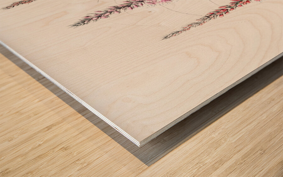 Stem-clasping polygonum from Edwards Botanical Register 1829-1847  by Sydenham Edwards John Lindley and James Ridgway. Wood print