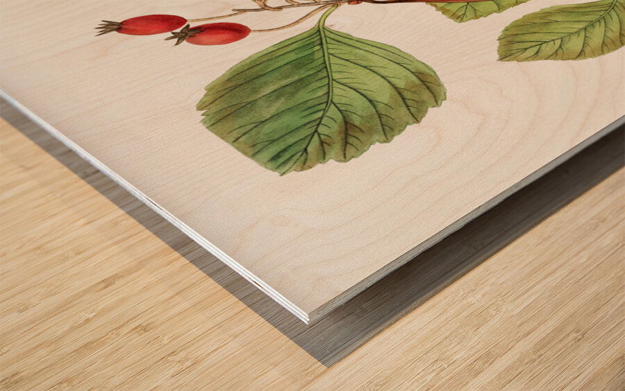 Plum leaved thorn from Edwards Botanical Register 1829-1847  by Sydenham Edwards John Lindley and James Ridgway. Wood print