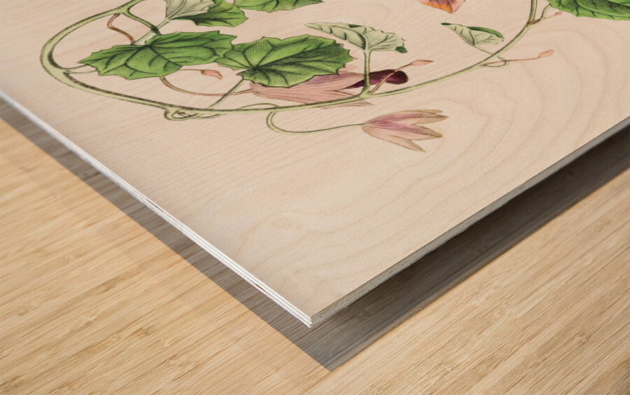 Twinning red-cloak from Edwards Botanical Register 1829-1847  by Sydenham Edwards John Lindley and James Ridgway. Wood print