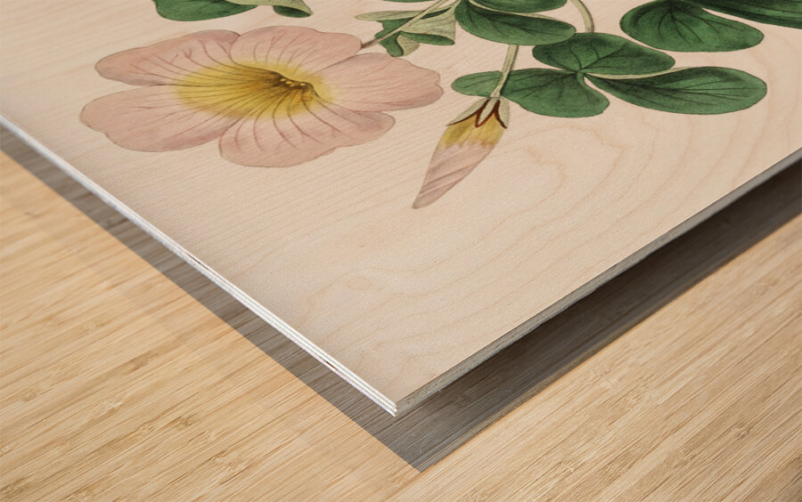 Variable oxalis from Edwards Botanical Register 1829-1847  by Sydenham Edwards John Lindley and James Ridgway. Wood print