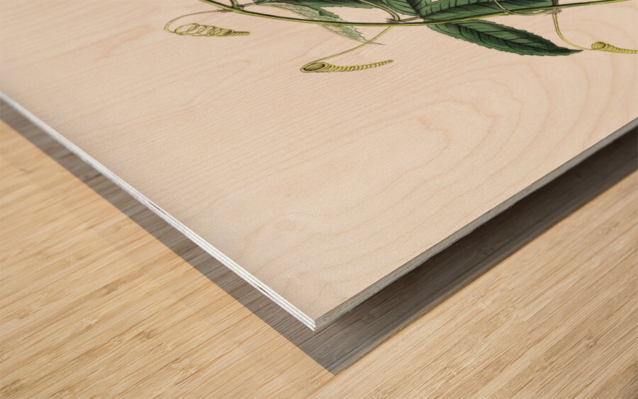 Mrs.Marryats tacsonia from Edwards Botanical Register 1829-1847  by Sydenham Edwards John Lindley and James Ridgway. Wood print